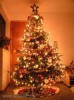 شجرة عيد الميلاد  الكاتب: مريم شعيب